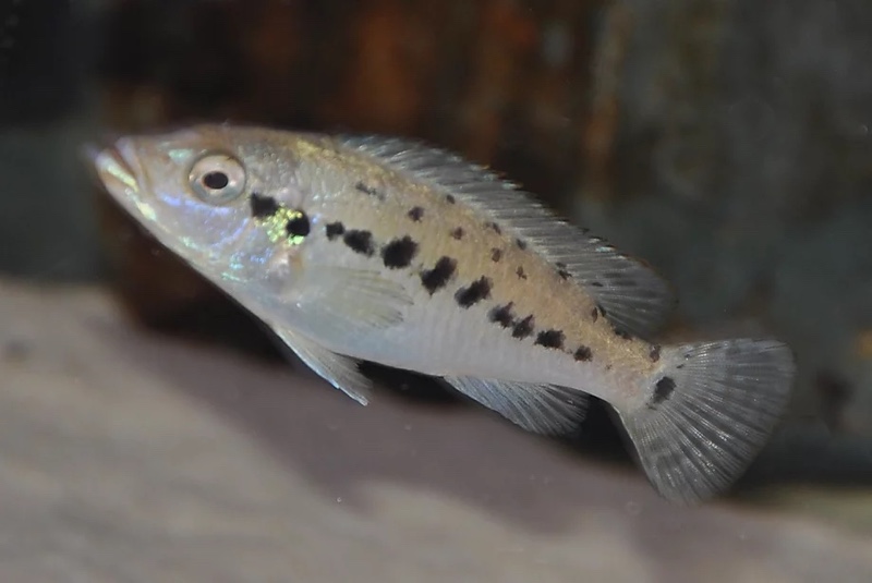 Pseudotropheus benetos 'Kirondo'